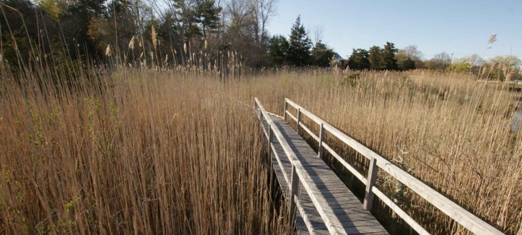 Tall reeds in Spring