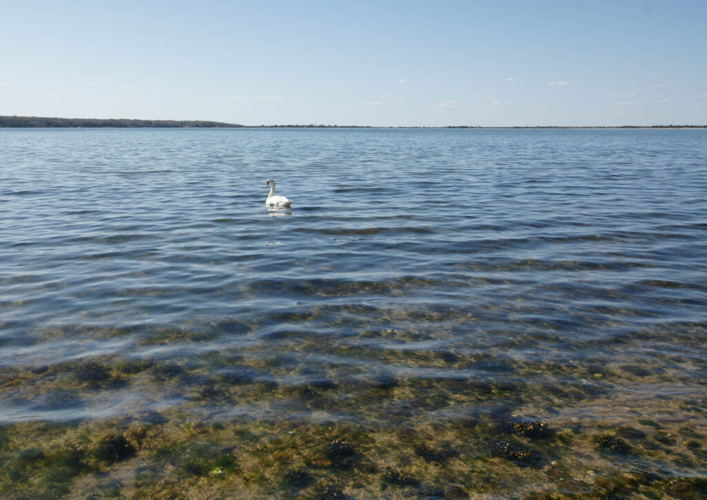 Swan on the harbor