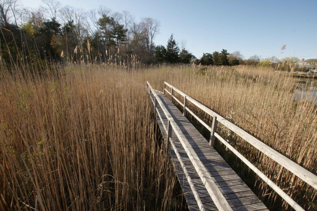Reeds in Springs